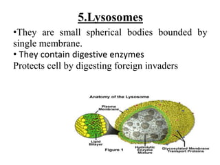 5.Lysosomes
•They are small spherical bodies bounded by
single membrane.
• They contain digestive enzymes
Protects cell by digesting foreign invaders
 