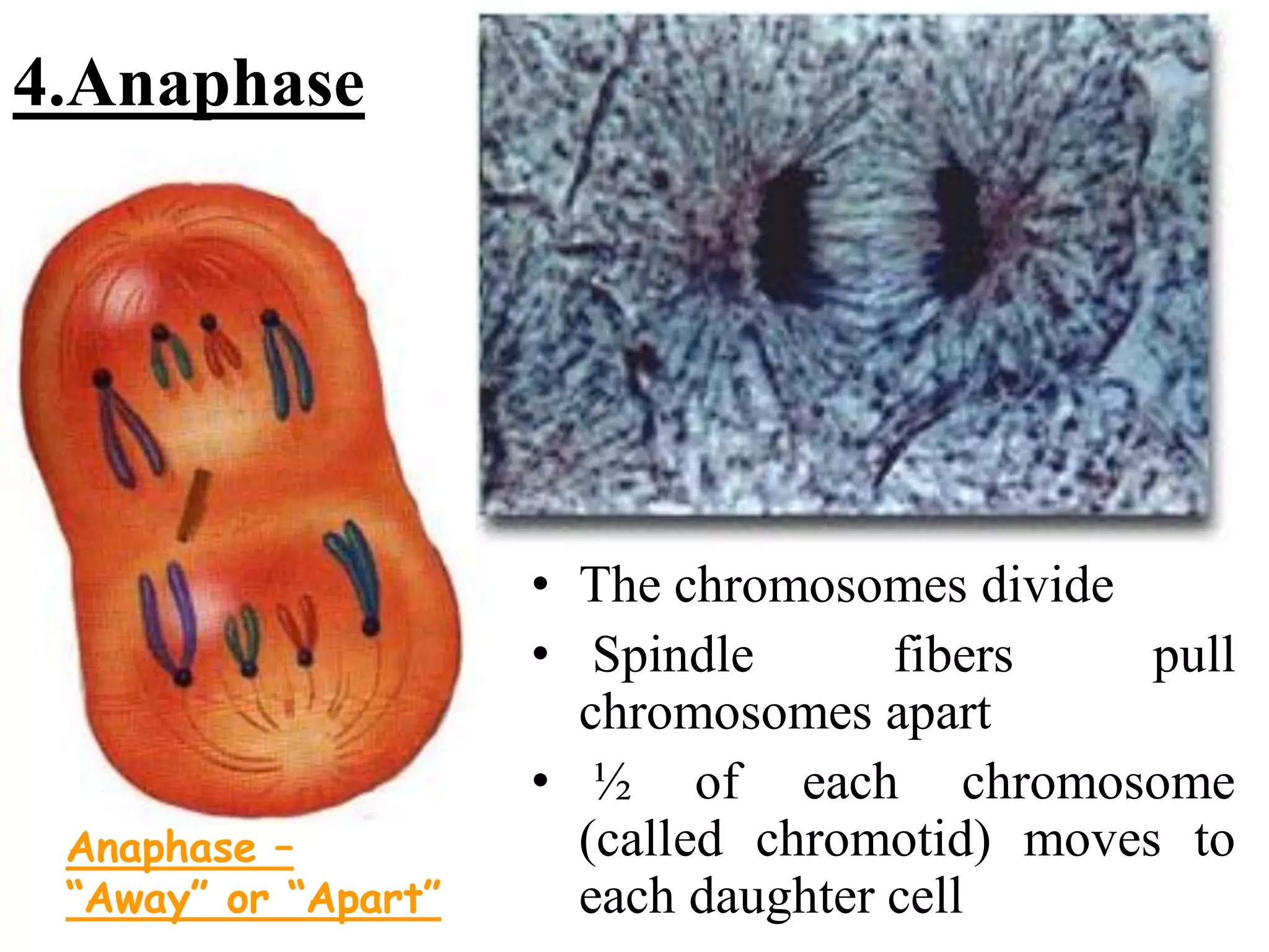 Biology theory 5 (cell division in Eukaryotic cell)