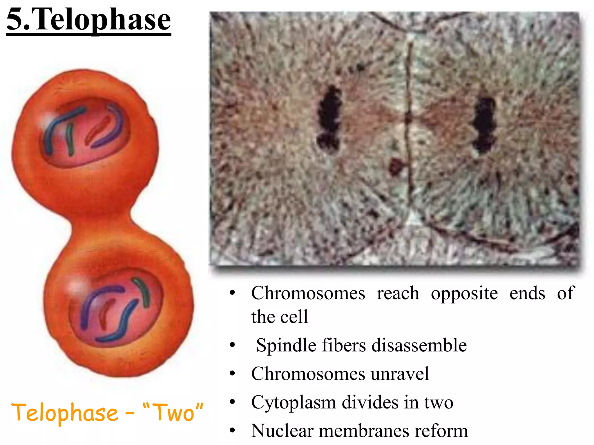 Biology theory 5 (cell division in Eukaryotic cell)