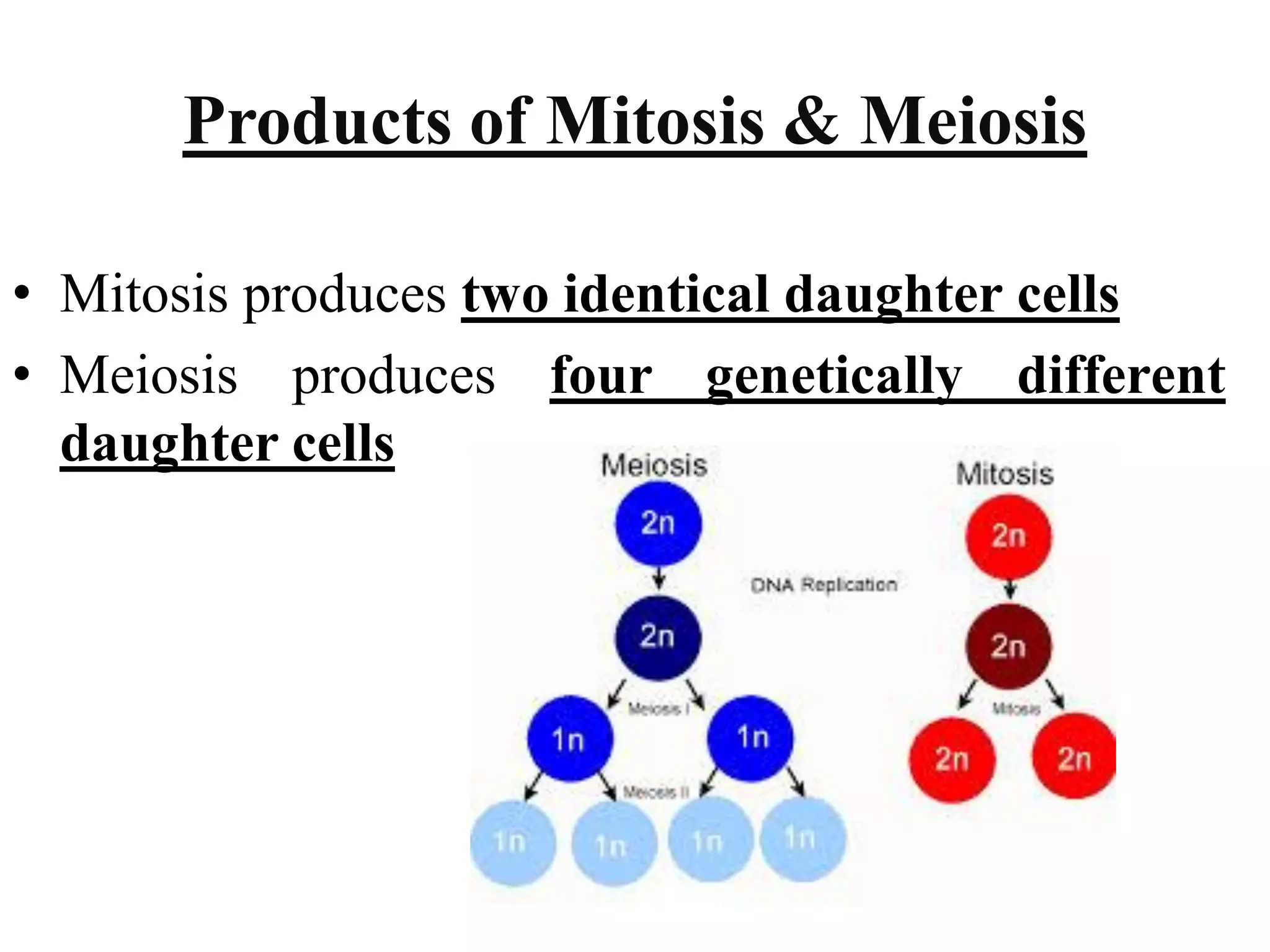Biology theory 5 (cell division in Eukaryotic cell)