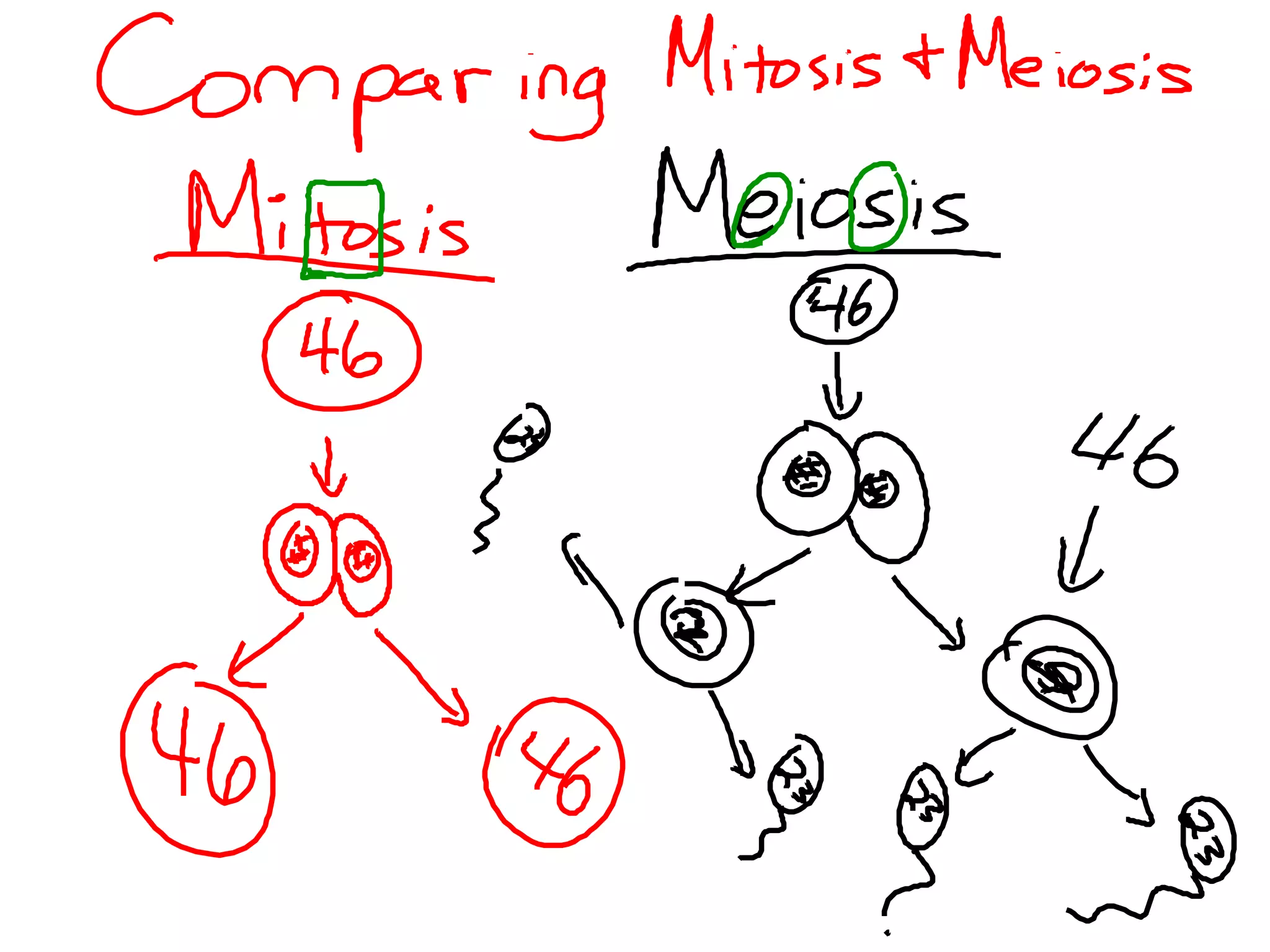 Biology theory 5 (cell division in Eukaryotic cell)