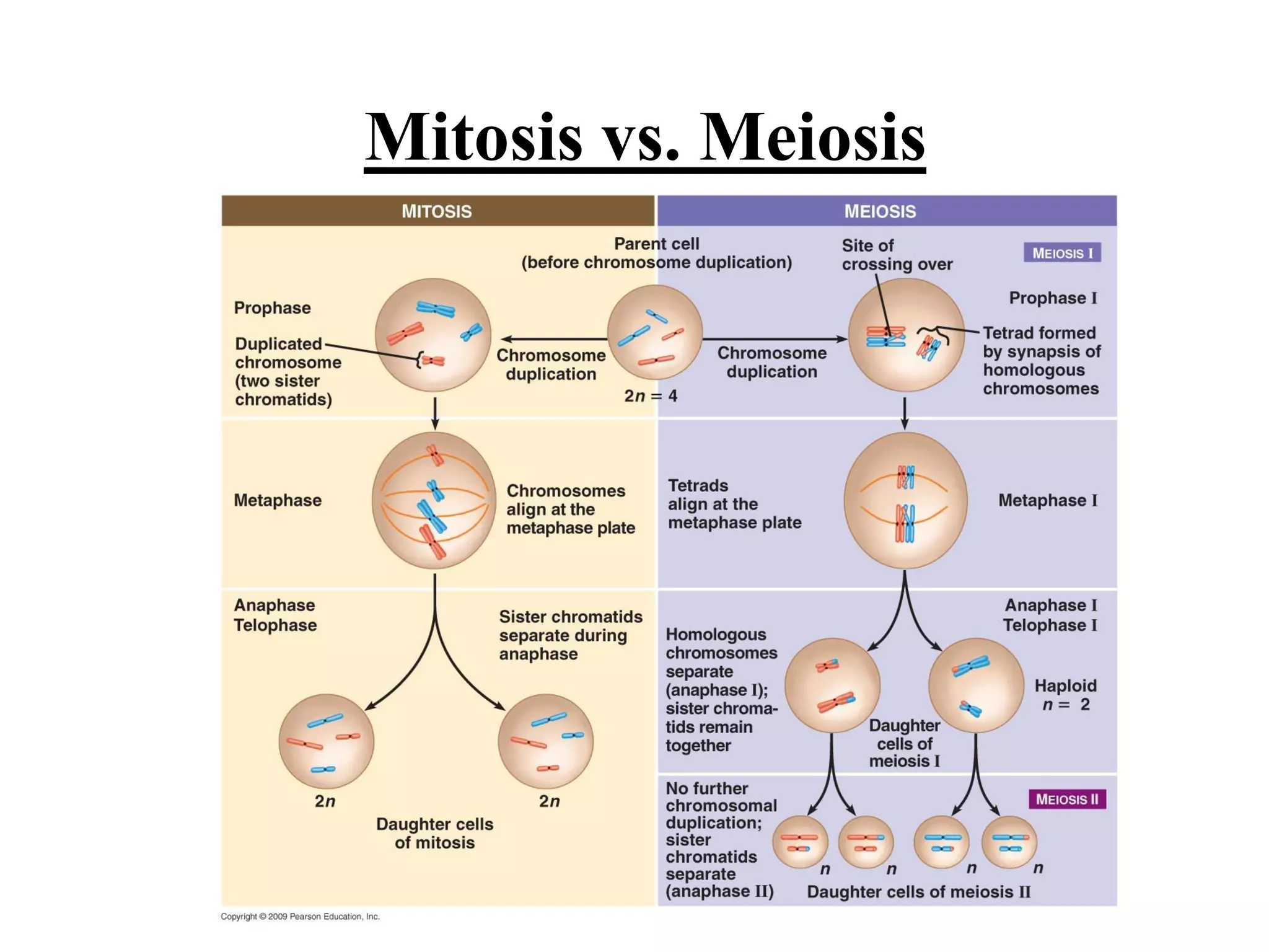 Biology theory 5 (cell division in Eukaryotic cell)