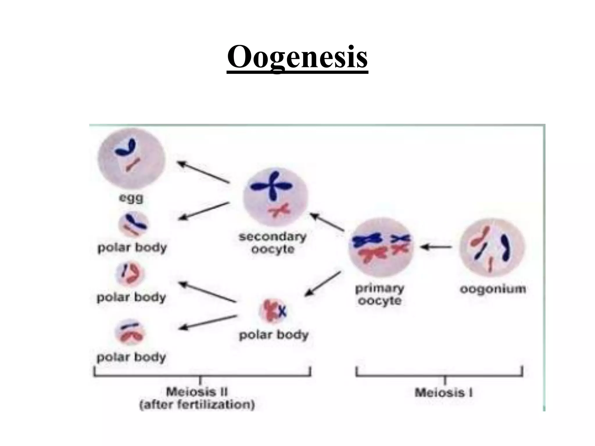 Biology theory 5 (cell division in Eukaryotic cell)