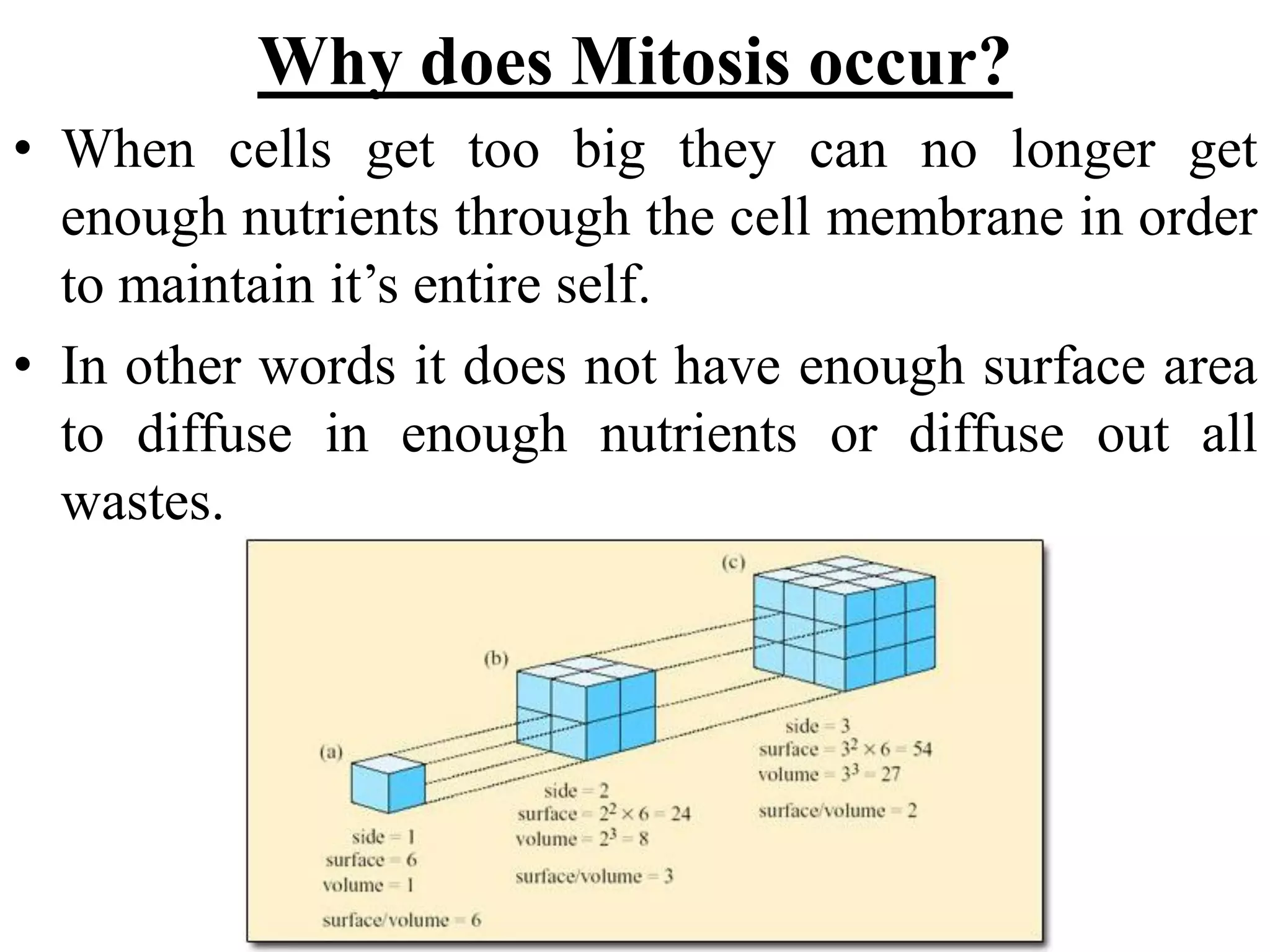 Biology theory 5 (cell division in Eukaryotic cell)
