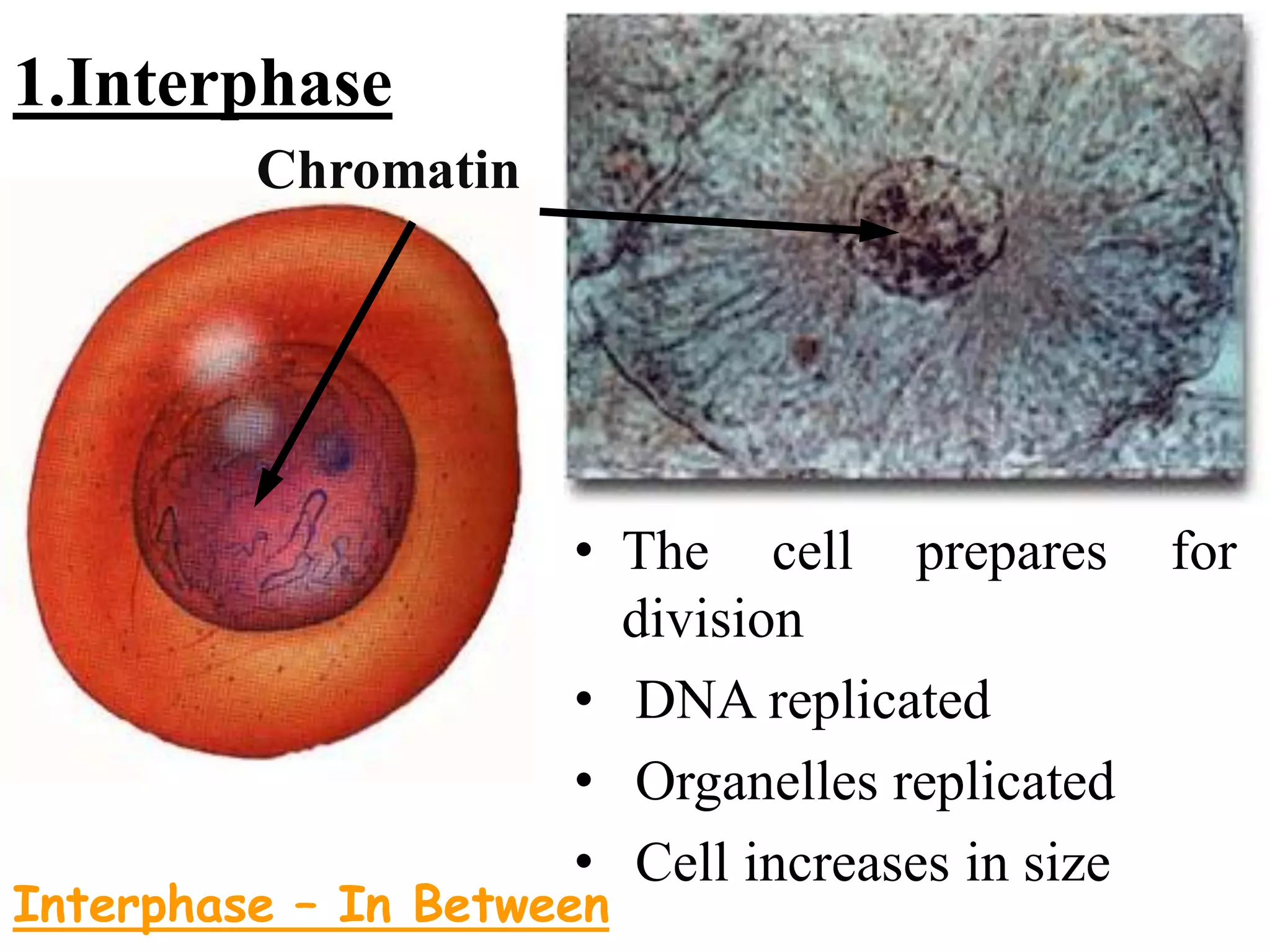 Biology theory 5 (cell division in Eukaryotic cell)