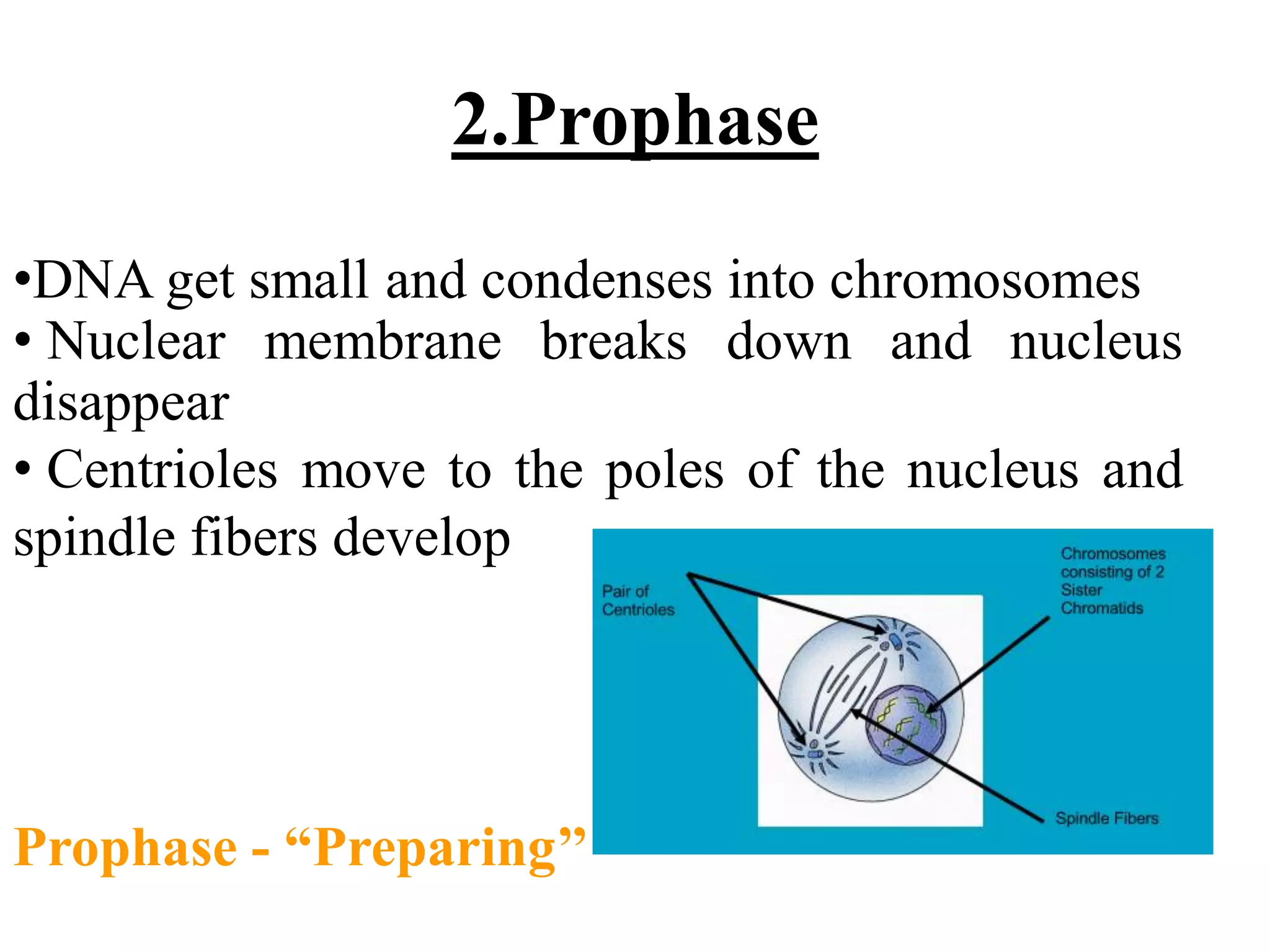 Biology theory 5 (cell division in Eukaryotic cell)