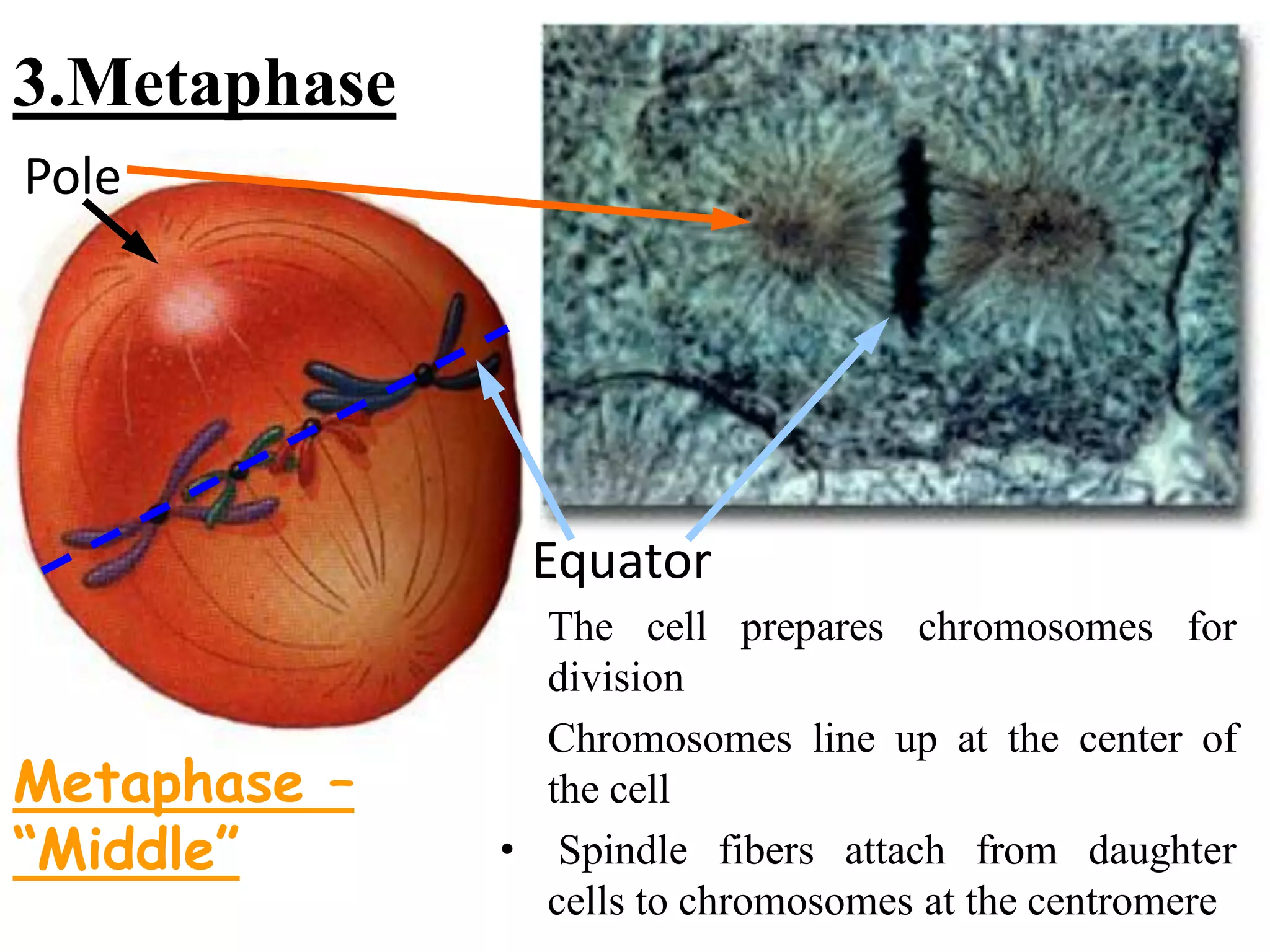 Biology theory 5 (cell division in Eukaryotic cell)
