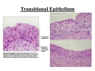 Tissue: Epithelial tissue | PDF