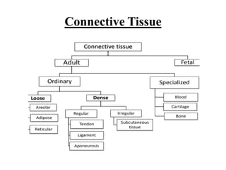 Connective Tissue
 