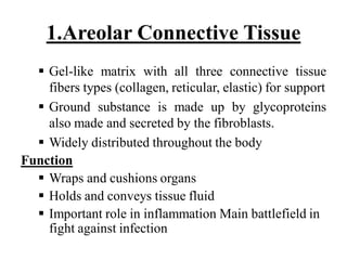 1.Areolar Connective Tissue
 Gel-like matrix with all three connective tissue
fibers types (collagen, reticular, elastic) for support
 Ground substance is made up by glycoproteins
also made and secreted by the fibroblasts.
 Widely distributed throughout the body
Function
 Wraps and cushions organs
 Holds and conveys tissue fluid
 Important role in inflammation Main battlefield in
fight against infection
 