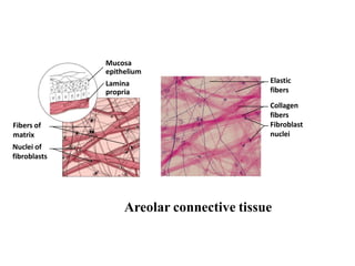 Mucosa
epithelium
Lamina
propria
Fibers of
matrix
Nuclei of
fibroblasts
Elastic
fibers
Collagen
fibers
Fibroblast
nuclei
Areolar connective tissue
 