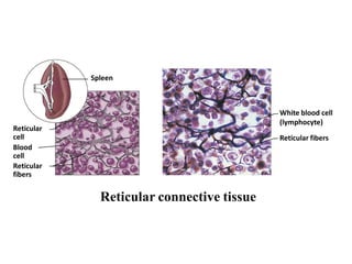 Spleen
Reticular connective tissue
Reticular
cell
Blood
cell
Reticular
fibers
White blood cell
(lymphocyte)
Reticular fibers
 