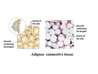 Nuclei of
fat cells
Vacuole
containing
fat droplet
Vacuole
containing
fat droplet
Nuclei of
fat cells
Adipose connective tissue
 