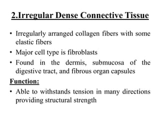 2.Irregular Dense Connective Tissue
• Irregularly arranged collagen fibers with some
elastic fibers
• Major cell type is fibroblasts
• Found in the dermis, submucosa of the
digestive tract, and fibrous organ capsules
Function:
• Able to withstands tension in many directions
providing structural strength
 