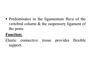  Predominates in the ligamentum flava of the
vertebral column & the suspensory ligament of
the penis
Function:
Elastic connective tissue provides flexible
support.
 