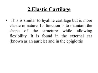 2.Elastic Cartilage
• This is similar to hyaline cartilage but is more
elastic in nature. Its function is to maintain the
shape of the structure while allowing
flexibility. It is found in the external ear
(known as an auricle) and in the epiglottis
 
