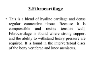 3.Fibrocartilage
• This is a blend of hyaline cartilage and dense
regular connective tissue. Because it is
compressible and resists tension well,
Fibrocartilage is found where strong support
and the ability to withstand heavy pressure are
required. It is found in the intervertebral discs
of the bony vertebrae and knee meniscus.
 