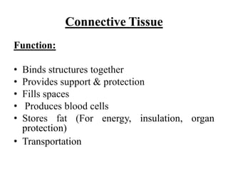 Connective Tissue
Function:
• Binds structures together
• Provides support & protection
• Fills spaces
• Produces blood cells
• Stores fat (For energy, insulation, organ
protection)
• Transportation
 