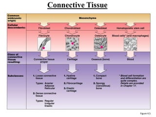 Connective Tissue
Figure 4.5
 