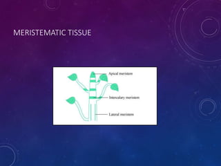 MERISTEMATIC TISSUE
 