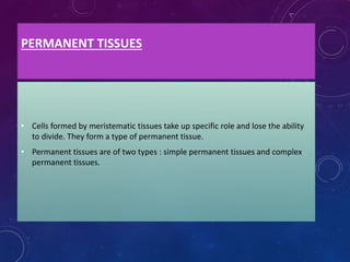 PERMANENT TISSUES
• Cells formed by meristematic tissues take up specific role and lose the ability
to divide. They form a type of permanent tissue.
• Permanent tissues are of two types : simple permanent tissues and complex
permanent tissues.
 