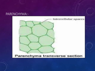 PARENCHYMA:-
 