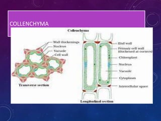 COLLENCHYMA
 