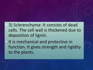 • 3) Sclerenchyma: It consists of dead
cells. The cell wall is thickened due to
deposition of lignin.
• It is mechanical and protective in
function. It gives strength and rigidity
to the plants.
 