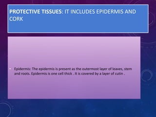 PROTECTIVE TISSUES: IT INCLUDES EPIDERMIS AND
CORK
• Epidermis: The epidermis is present as the outermost layer of leaves, stem
and roots. Epidermis is one cell thick . It is covered by a layer of cutin .
 