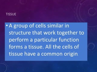 TISSUE
• A group of cells similar in
structure that work together to
perform a particular function
forms a tissue. All the cells of
tissue have a common origin.
 