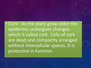 • Cork : As the plant grow older the
epidermis undergoes changes
which is called cork. Cells of cork
are dead and compactly arranged
without intercellular spaces. It is
protective in function
 