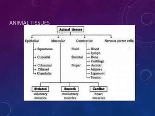 ANIMAL TISSUES
 