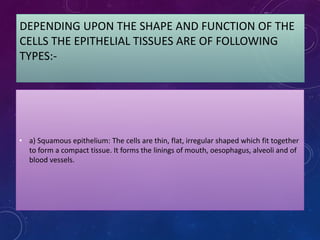 DEPENDING UPON THE SHAPE AND FUNCTION OF THE
CELLS THE EPITHELIAL TISSUES ARE OF FOLLOWING
TYPES:-
• a) Squamous epithelium: The cells are thin, flat, irregular shaped which fit together
to form a compact tissue. It forms the linings of mouth, oesophagus, alveoli and of
blood vessels.
 