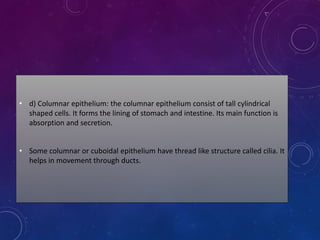 • d) Columnar epithelium: the columnar epithelium consist of tall cylindrical
shaped cells. It forms the lining of stomach and intestine. Its main function is
absorption and secretion.
• Some columnar or cuboidal epithelium have thread like structure called cilia. It
helps in movement through ducts.
 