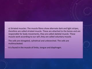 • a) Striated muscles: The muscle fibres show alternate dark and light stripes,
therefore are called striated muscle. These are attached to the bones and are
responsible for body movements, they are called skeletal muscle. These
muscle work according to our will ,they are called voluntary muscle.
• The cells are elongated, cylindrical and unbranched. The cells are
multinucleated.
• It is found in the muscle of limbs, tongue and diaphragm.
 