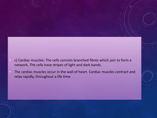 • c) Cardiac muscles: The cells consists branched fibres which join to form a
network. The cells have stripes of light and dark bands.
• The cardiac muscles occur in the wall of heart. Cardiac muscles contract and
relax rapidly, throughout a life time
 