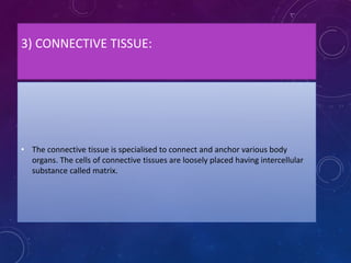 3) CONNECTIVE TISSUE:
• The connective tissue is specialised to connect and anchor various body
organs. The cells of connective tissues are loosely placed having intercellular
substance called matrix.
 