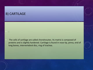 B) CARTILAGE
• :
• The cells of cartilage are called chondrocytes. Its matrix is composed of
proteins and is slightly hardened. Cartilage is found in nose tip, pinna, end of
long bones, intervertebral disc, ring of trachea.
 