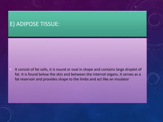E) ADIPOSE TISSUE:
• It consist of fat cells, it is round or oval in shape and contains large droplet of
fat. It is found below the skin and between the internal organs. It serves as a
fat reservoir and provides shape to the limbs and act like an insulator
 