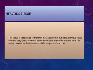 NERVOUS TISSUE
• This tissue is specialised to transmit messages within our body. Nervous tissue
contains very specialised cells called nerve cells or neuron. Neuron have the
ability to conduct the impulses to different parts of the body.
 