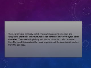 • The neuron has a cell body called cyton which contains a nucleus and
cytoplasm. Short hair like structures called dendrites arise from cyton called
dendrites. The axon is single long hair like structure also called as nerve
fibre.The dendrites receives the nerve impulses and the axon takes impulses
from the cell body.
 