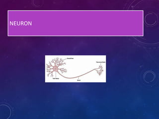 NEURON
 