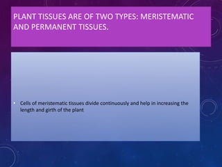 PLANT TISSUES ARE OF TWO TYPES: MERISTEMATIC
AND PERMANENT TISSUES.
• Cells of meristematic tissues divide continuously and help in increasing the
length and girth of the plant
 