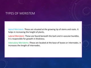TYPES OF MERISTEM
• Apical Meristem: These are situated at the growing tip of stems and roots. It
helps in increasing the height of plants.
• Lateral Meristem: These are found beneath the bark and in vascular bundles.
It is responsible for growth in thickness.
• Intercalary Meristems :These are located at the base of leaves or internodes. It
increases the length of internodes.
 