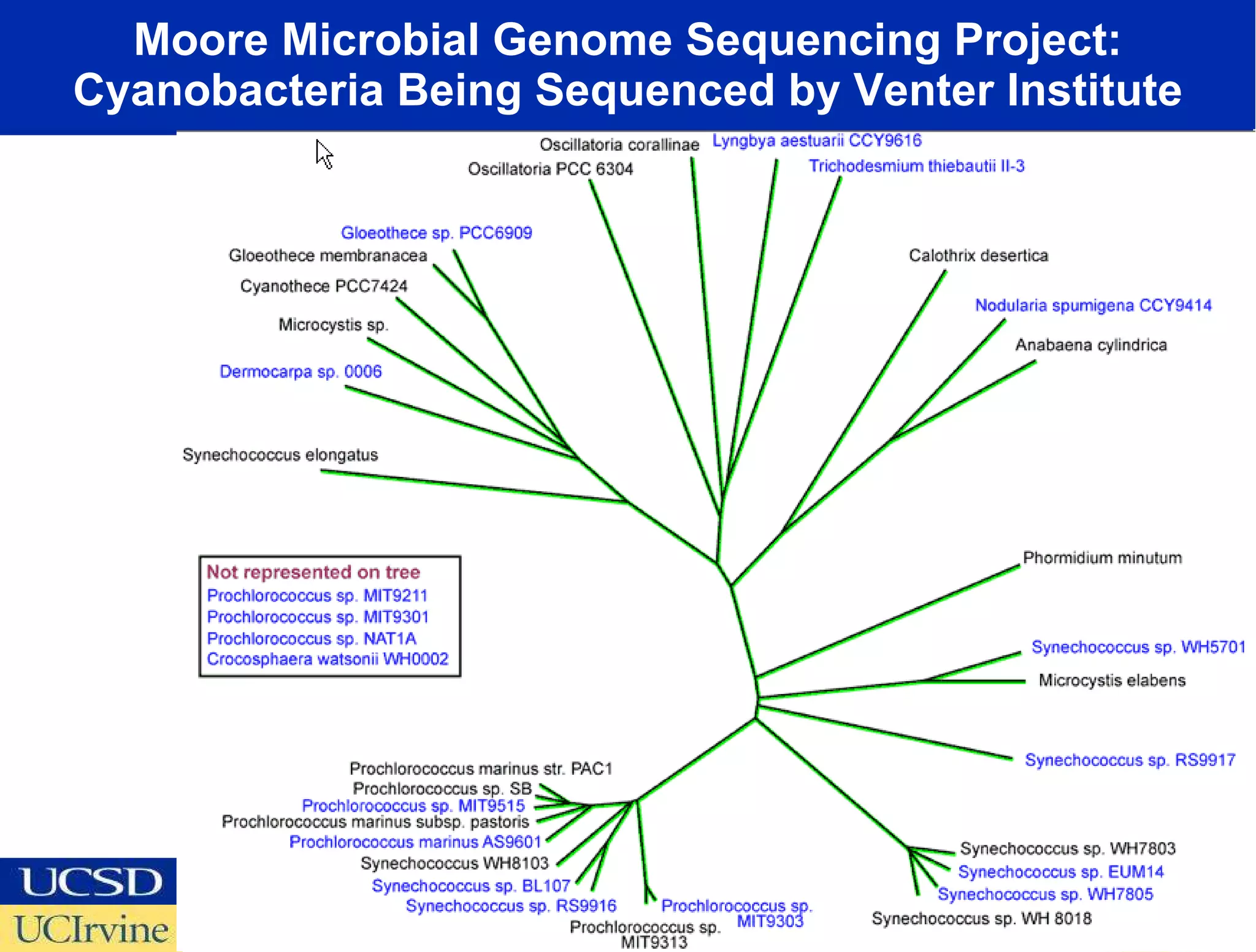 Moore Microbial Genome Sequencing Project: Cyanobacteria Being Sequenced by Venter Institute 