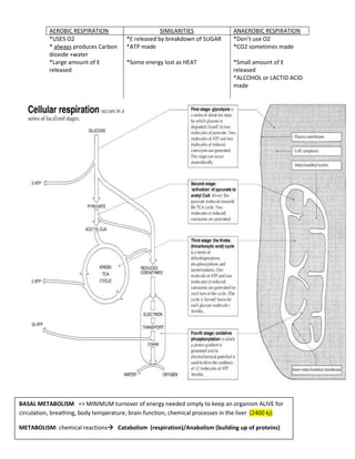 BASAL METABOLISM => MINIMUM turnover of energy needed simply to keep an organism ALIVE for
circulation, breathing, body temperature, brain function, chemical processes in the liver (2400 kj)
METABOLISM: chemical reactions Catabolism (respiration)/Anabolism (building up of proteins)
AEROBIC RESPIRATION SIMILARITIES ANAEROBIC RESPIRATION
*USES O2 *E released by breakdown of SUGAR *Don’t use O2
* always produces Carbon
dioxide +water
*ATP made *CO2 sometimes made
*Large amount of E
released
*Some energy lost as HEAT *Small amount of E
released
*ALCOHOL or LACTID ACID
made
 