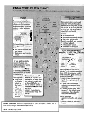 WATER POTENTIAL quantifies the tendency of WATER to leave a system due to
OSMOSIS/ Gravity or MECHANICAL PRESSURE
+water => +water potential
 