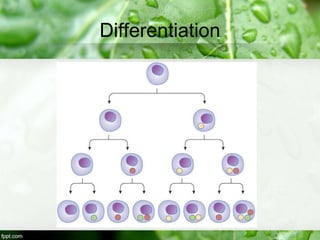 Differentiation
 