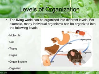 Levels of Organization
• The living world can be organized into different levels. For
example, many individual organisms can be organized into
the following levels:
•Molecule
•Cell
•Tissue
•Organ
•Organ System
•Organism
 