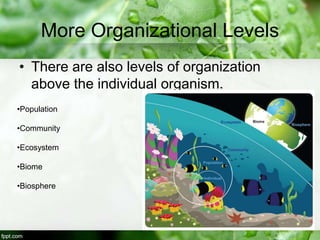 More Organizational Levels
• There are also levels of organization
above the individual organism.
•Population
•Community
•Ecosystem
•Biome
•Biosphere
 